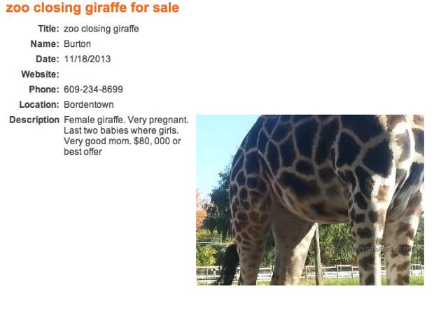 giraffe