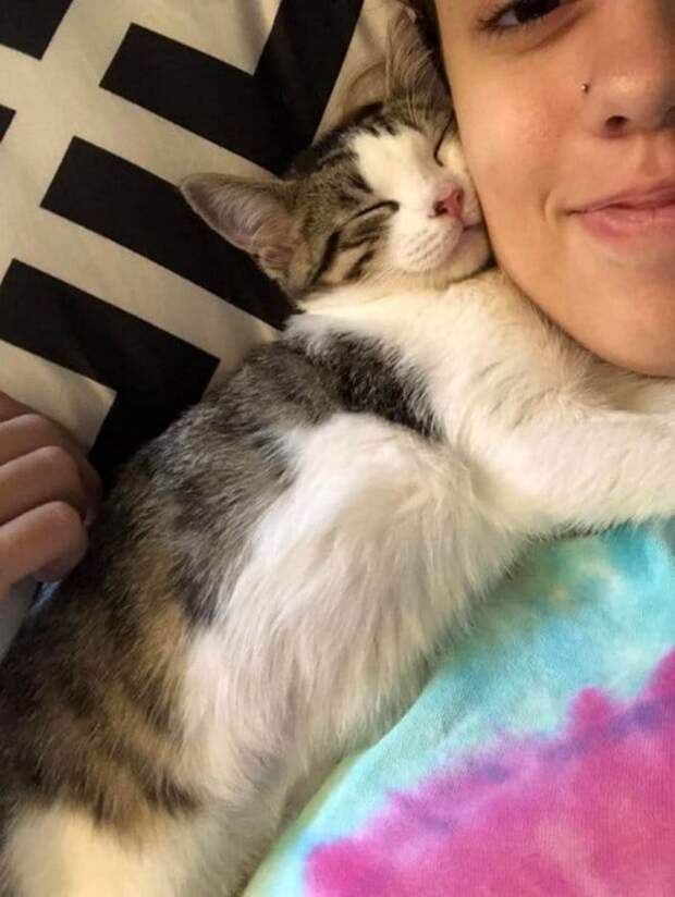 любовь кошки