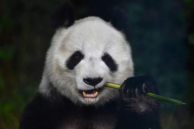 Большая панда(Фото Pedro Pardo) животные, заповедник, зоопарк, прикол, фото, юмор