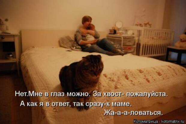 1451492459_kotomatritsa_tb