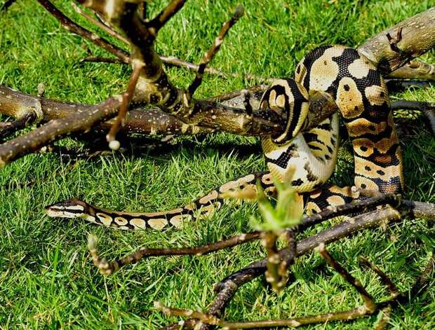 Королевский питон (Python regius), фото змеи, фотография рептилии