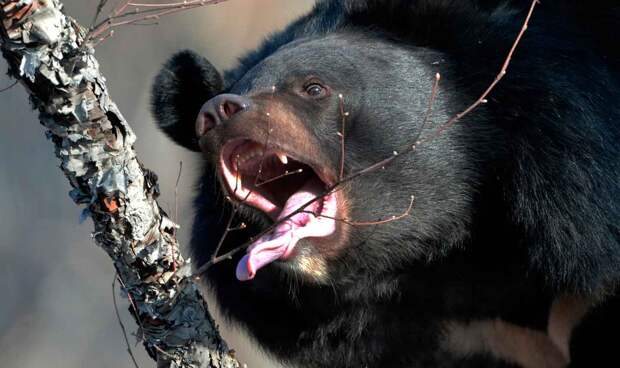 Гималайский медведь питается растительной пищей