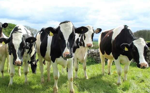 Корова голштинской породы черно-белого окраса, фото домашние животные фотография