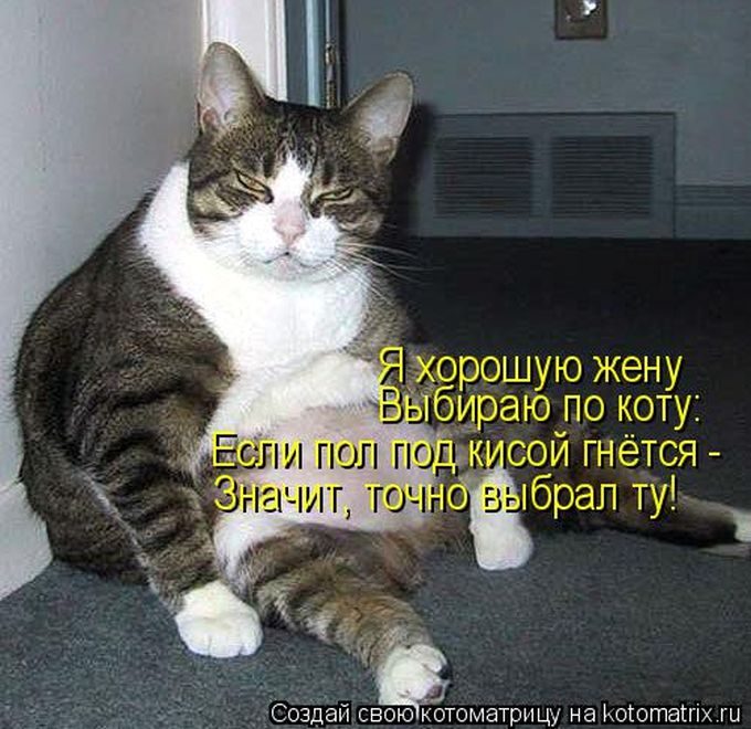 Лучшие котоматрицы недели