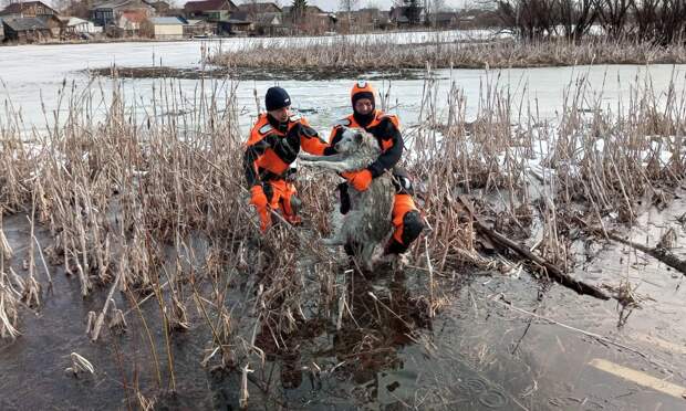 В Исакогорском округе спасатели спасли провалившуюся под лёд собаку