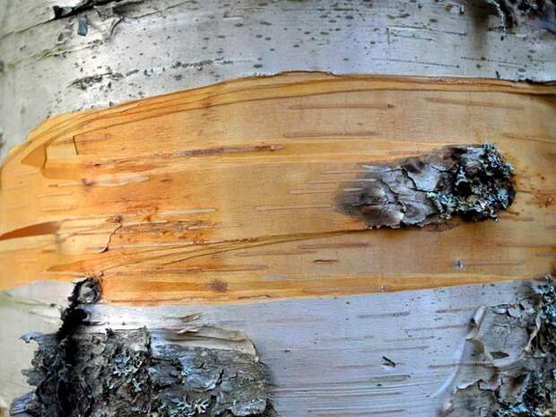 birch bark maine 1325 990x742 Узоры в природе : деревья