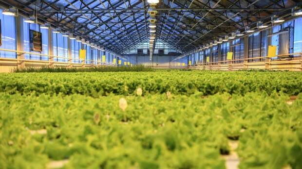 Юрист Русяев объяснил, чем грозит выращивание запрещённых растений в России