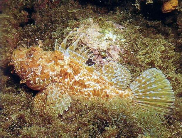 Скорпена (Scorpion fish), в простонародье ёрш красиво, монстры, океан, опасные, рыбы, фото
