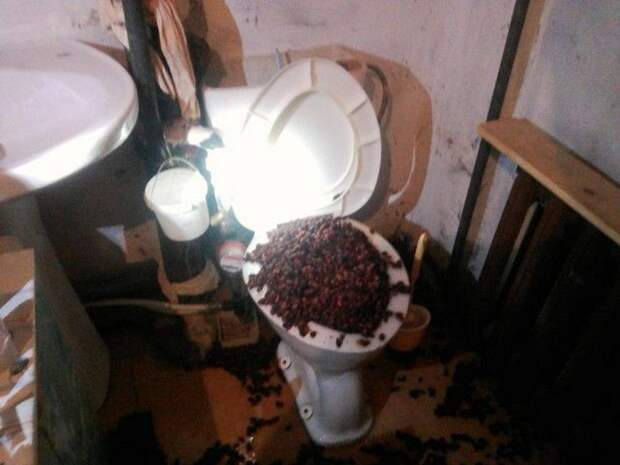 Необычная проблема - фонтан из шиповника в туалете