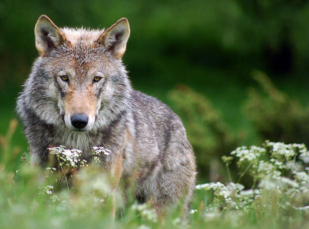 Волк. Фото Robert Dewar (flickr.com)