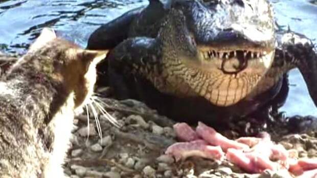 Борец с крокодилами из Луизианы животные, интересно, кошки, спасатели