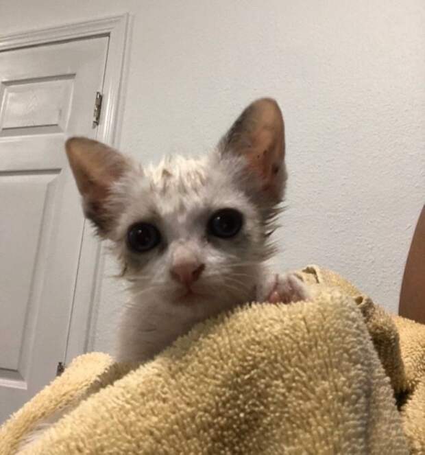 Мокрый котенок Грязный котенок