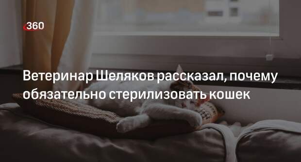 Ветеринар Шеляков: кошек следует стерилизовать, так как у них могут развиваться патологии