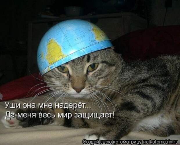 Новая котоматрица (37 шт)