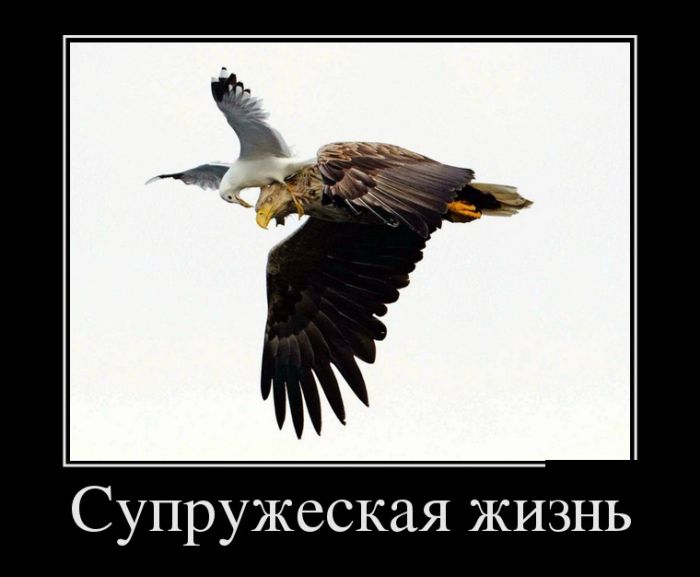 Забавные демотиваторы для улыбок (10 фото)