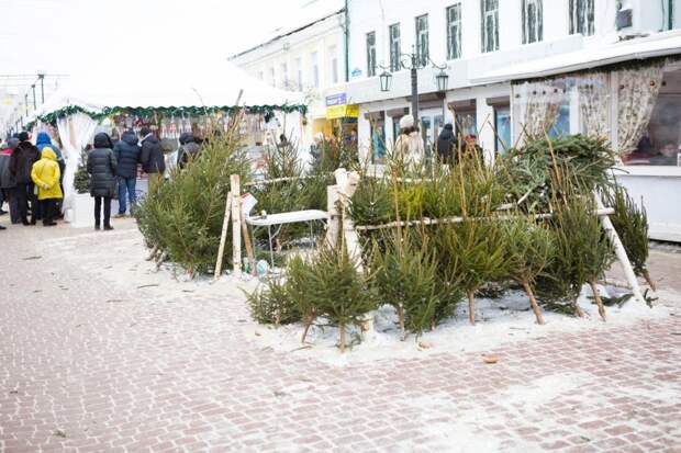 Движение ЭКА запустило акцию «100 тысяч новых елок стране», чтобы компенсировать новогодние вырубки