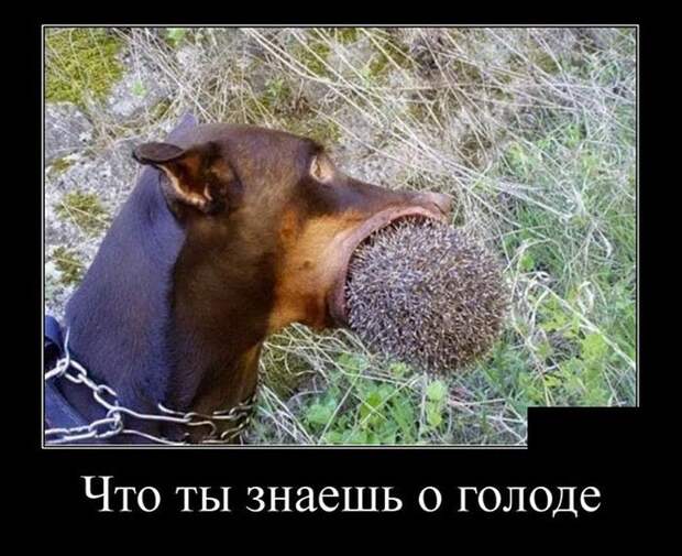 Демотиваторы (30 фото)