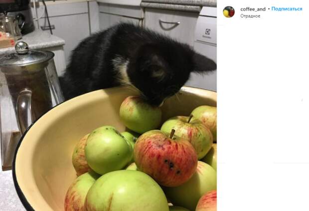 Фото дня: кошка из Отрадного попробовала яблоки