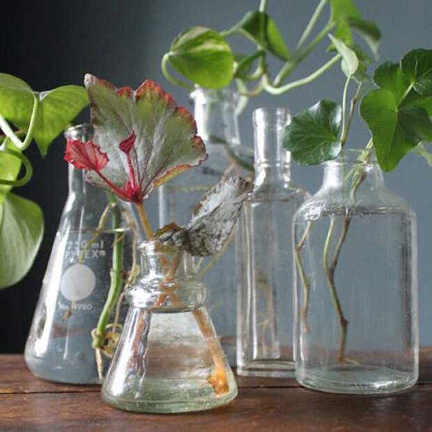 янтарная кислота и растения