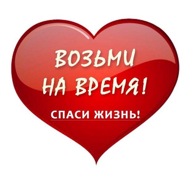 Как никогда просим вас о помощи!!! Эти малыши пропадают в пустом садоводстве...А из леса приходят лисы...