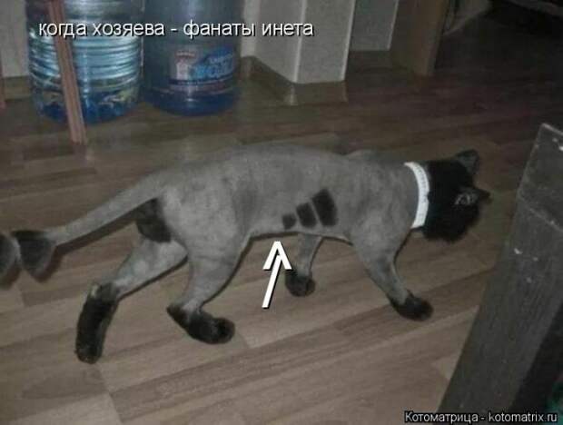 Лучшие котоматрицы недели (51 фото)