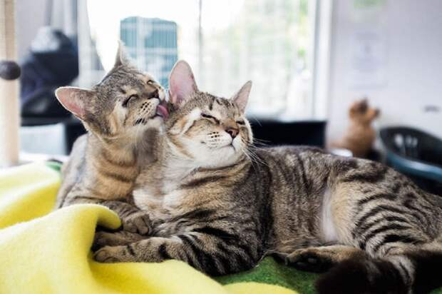 Австралийские врачи спасли зрение котятам, родившимся без век Счастливый конец, жвотные, котята, лечение, помощь