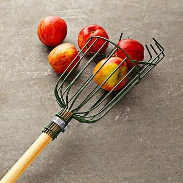 Apple Picker Designed for harvesting tree fruits such as apples, pears and plums. Steel wire basket is PVC coated for rust resistance. Foam cushion protects fruit as it falls into the basket. Engage the wire teeth around the fruit’s stem of the fruit and gently pull. 71" long. 13 oz.: 