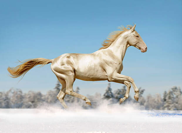 beautiful-horse-shiny-blonde-hair-akhal-teke-8