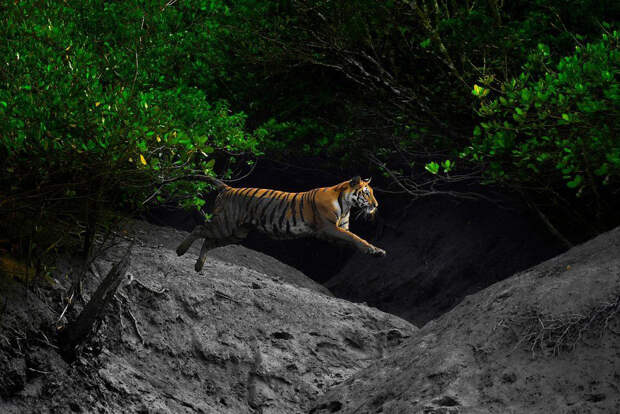 Неуловимый бенгальский тигр