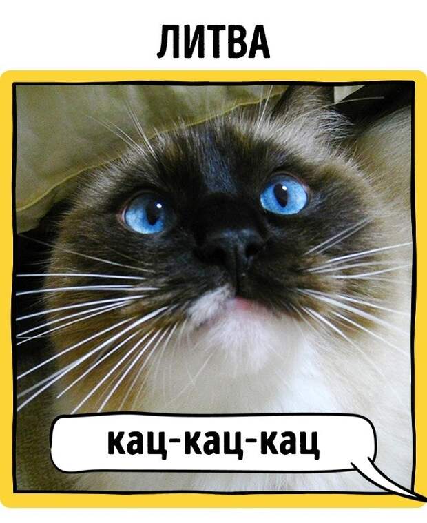 Как в разных странах подзывают кошек животные, коты, прикол