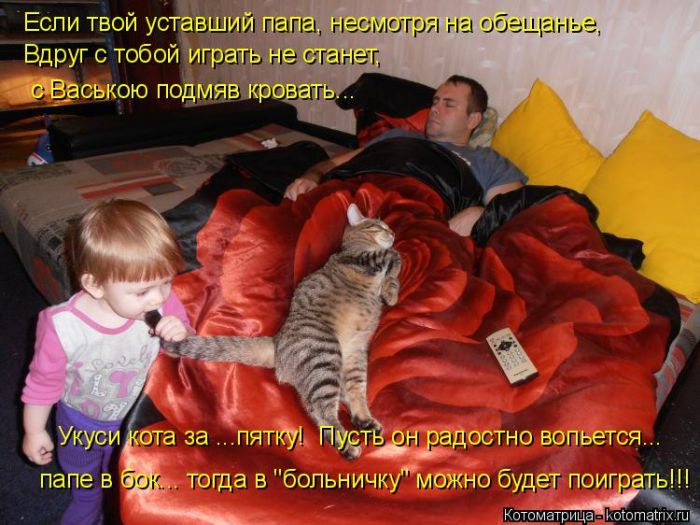 Лучшие котоматрицы недели (50 фото)