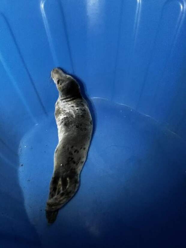 «Пасхального» тюленёнка спасли на берегу Финского залива