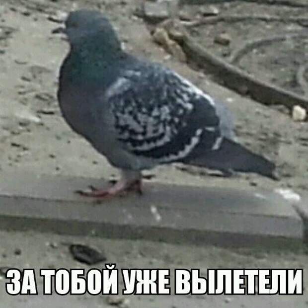 1453387461_memy-s-zhivotnymi-9