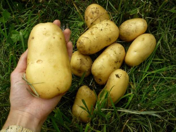 Органическое земледелие, пермакультура: картошка в соломе