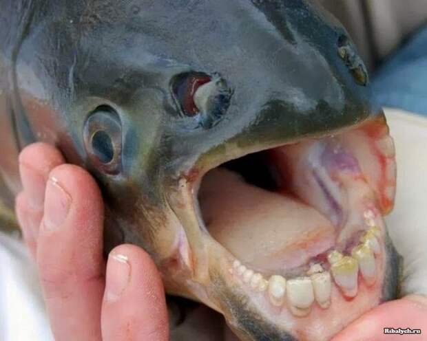 Рыба с человеческими зубами