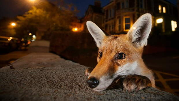 wildlife-photographer-of-the-year-2016