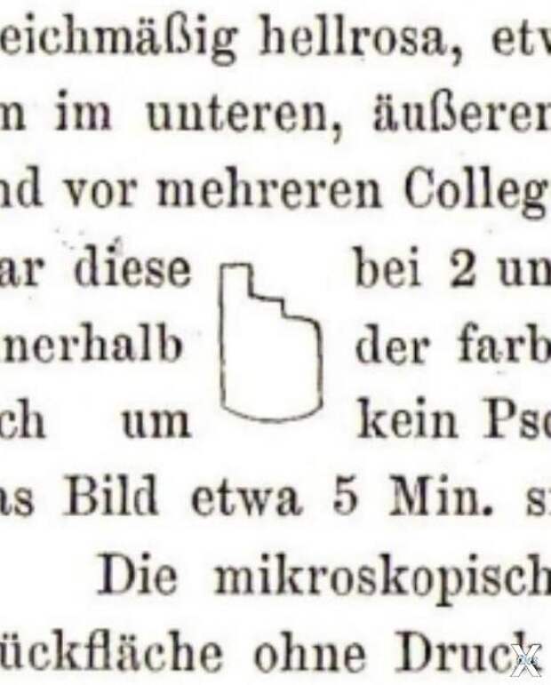 Рисунок Вильгельма Кюне единственной ...