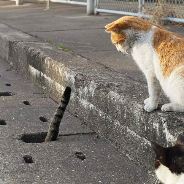 Бродячие кошки нашли необычное применение для ливневой канализации животные, забавно, звериные развлечения, кошачьи прятки, кошки, ливневая канализация, мило, уличные кошки