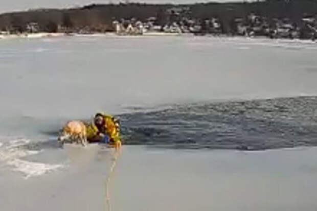 Fox Weather: в США полицейский спас собаку из замерзшего озера