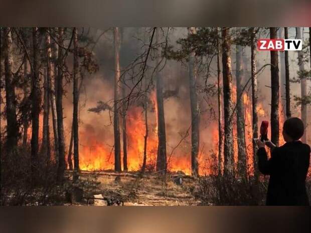 Осипов поручил вырубить лес вокруг населённых пунктов Забайкалья