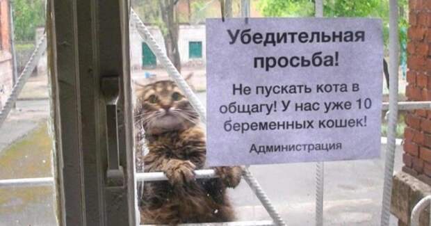 Что запрещено в России? запреты, картинки, прикол, фотографии