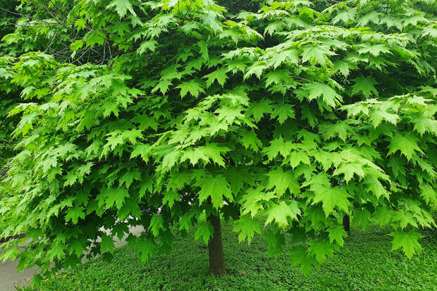 Ученый Дарман: американский клен можно истребить с помощью химобработки