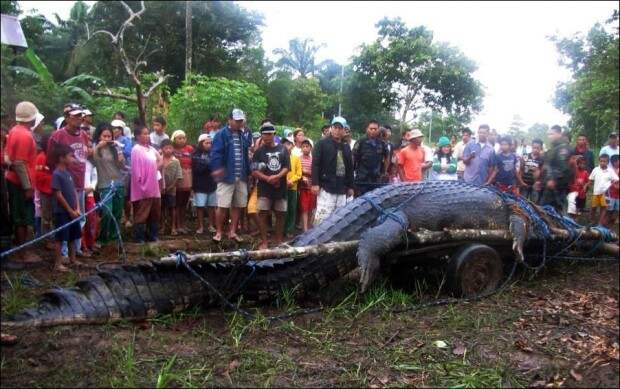 Филиппинцы поймали крупнейшего крокодила