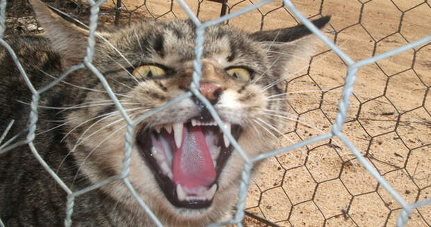 Зачем австралийцам «великая стена» против кошек