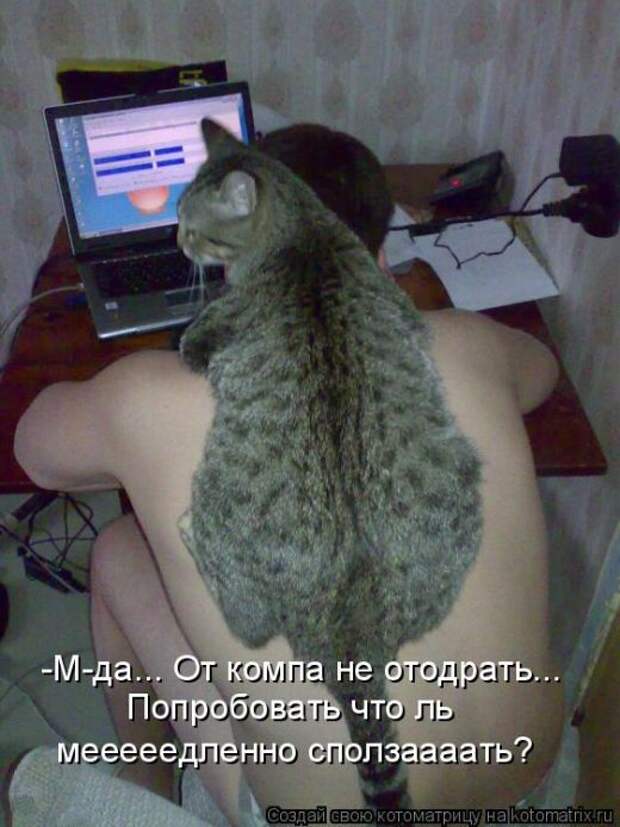 Лучшие котоматрицы недели (50 фото)