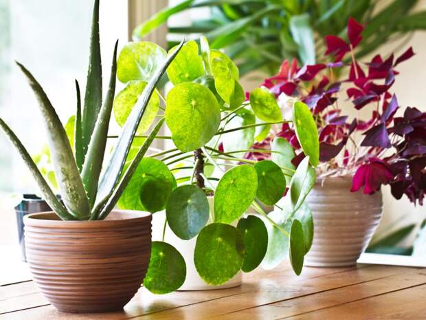 Почему не стоит брать в свой дом чужие комнатные растения