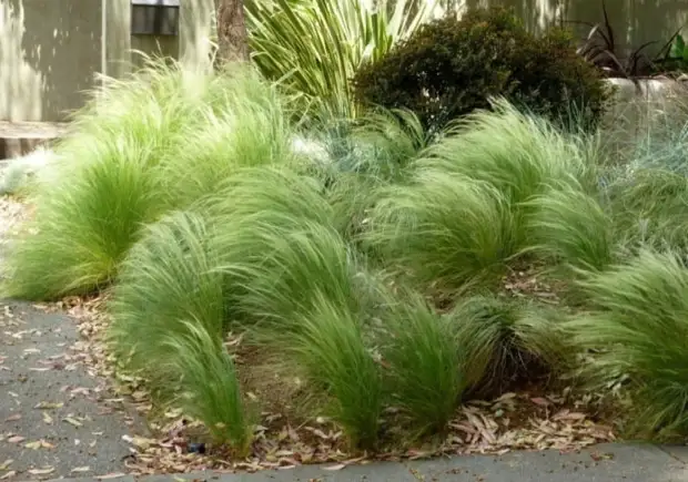 15 красивых растений, которые лучше всего подходят для альпийской горки