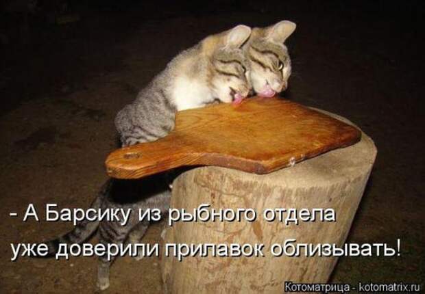 Котоматрицы(картинки с надписями)