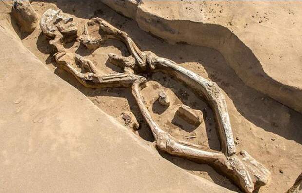 В России нашли необычный древний скелет