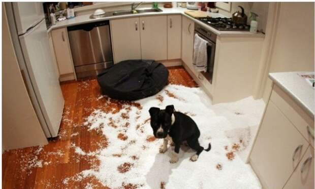 Когда им скучно Когда им скучно животные, факты, юмор